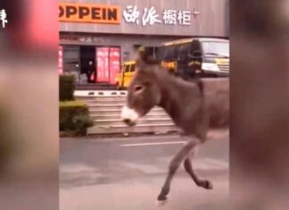 Burro se «fuga» de restaurante para salvarse de morir en China