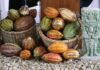 Arededor de 7 millones de dólares dejará la exportación de cacao en Honduras