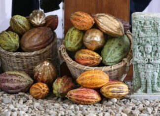 Arededor de 7 millones de dólares dejará la exportación de cacao en Honduras
