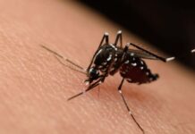 Incrementan a seis los departamentos que están en epidemia por dengue
