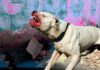 Perro pitbull ataca brutalmente a un niño de dos años en Olancho y le desfigura el rostro