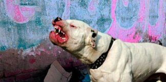 Perro pitbull ataca brutalmente a un niño de dos años en Olancho y le desfigura el rostro