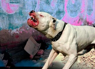 Perro pitbull ataca brutalmente a un niño de dos años en Olancho y le desfigura el rostro