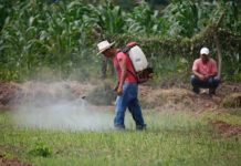 Autoridades de la Sesal alertan sobre un aumento de intoxicaciones por plaguicidas en Honduras
