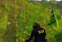 Honduras pasó de ser un país transitor a uno donde se elabora la droga, señala criminólogo