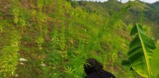 Honduras pasó de ser un país transitor a uno donde se elabora la droga, señala criminólogo