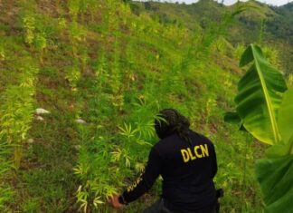 Honduras pasó de ser un país transitor a uno donde se elabora la droga, señala criminólogo