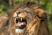 Ejecutan a tiros a un león en cautiverio que mató a su cuidador, en Guatemala