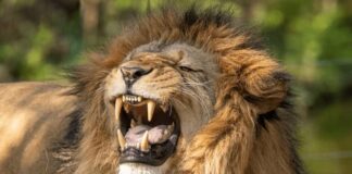 Ejecutan a tiros a un león en cautiverio que mató a su cuidador, en Guatemala