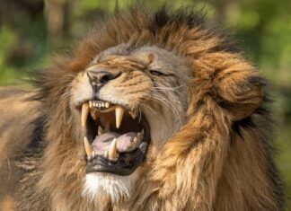 Ejecutan a tiros a un león en cautiverio que mató a su cuidador, en Guatemala