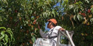 Unos 350 hondureños saldrán al extranjero en diciembre con visas de trabajo temporales