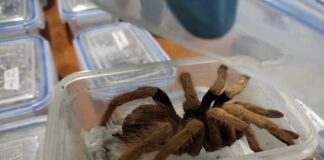 Incautan 232 tarántulas en aeropuerto de Bogotá que iban hacia Alemania