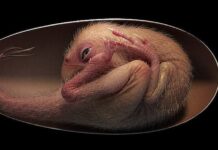 Descubren un embrión de dinosaurio exquisitamente conservado