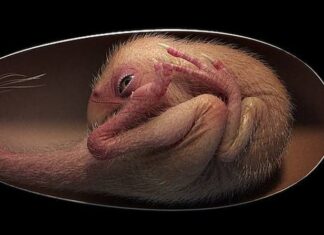 Descubren un embrión de dinosaurio exquisitamente conservado