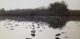 Un brote de gripe aviar mata a 5.000 aves en Israel