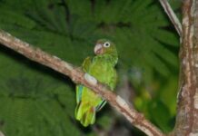 800 loros que vivían en una habitación en EE.UU. ahora están en un refugio para animales