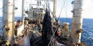 El difícil equilibro entre la conservación del mar y la explotación pesquera