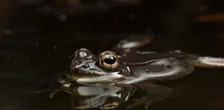 Encuentran nueva especie de sapo en peligro de extinción