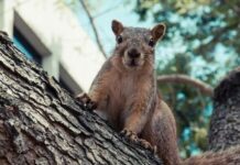 Una ardilla agresiva muerde a 18 vecinos y toma a un pueblo galés de ‘rehén’ durante dos días