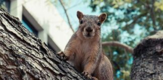 Una ardilla agresiva muerde a 18 vecinos y toma a un pueblo galés de ‘rehén’ durante dos días