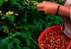 Ingresos por exportaciones de café hondureño suben 85 % en 4 meses de cosecha