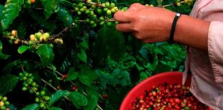 Ingresos por exportaciones de café hondureño suben 85 % en 4 meses de cosecha