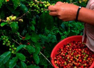 Ingresos por exportaciones de café hondureño suben 85 % en 4 meses de cosecha