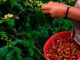 Ingresos por exportaciones de café hondureño suben 85 % en 4 meses de cosecha