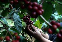 Cafetaleros urgen de unos 300 mil cortadores para sacar la cosecha