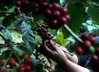 Cafetaleros urgen de unos 300 mil cortadores para sacar la cosecha