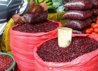 Productores demandan que se defina precio del quintal de frijol en 1,500 lempiras