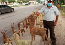 Emprendedor viaja desde Choluteca a SPS para vender venaditos navideños