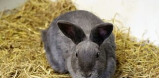 Regeneran el cartílago de la rodilla de un conejo con impulsos eléctricos