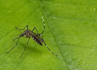 Acaba con éxito en Cuba una prueba para frenar al mosquito del dengue y zika