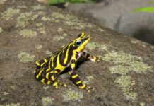 Descubren una nueva especie de rana en Panamá y la bautizan Greta Thunberg