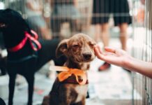 En Holanda ya no hay perros callejeros, Los rescatan, esterilizan y les encuentran una familia