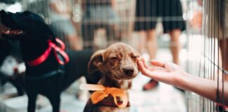 En Holanda ya no hay perros callejeros, Los rescatan, esterilizan y les encuentran una familia