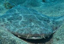 Nombran Squatina mapama a nueva especie de tiburón ángel hallada en Panamá