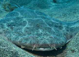 Nombran Squatina mapama a nueva especie de tiburón ángel hallada en Panamá