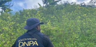 Decomisan cultivos de hoja de coca y laboratorio para procesar drogas en Cortés