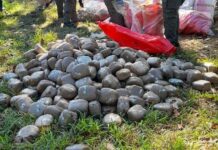 Incineran más de mil 300 libras de marihuana incautada en Olancho