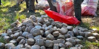 Incineran más de mil 300 libras de marihuana incautada en Olancho