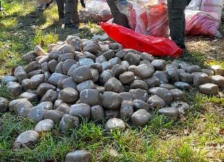 Incineran más de mil 300 libras de marihuana incautada en Olancho