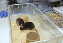 Ensayo en ratones sugiere que el cannabidiol evita replicación del SARS-CoV-2