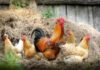 Mueren unas 400.000 gallinas en tres días por la ola de calor en Uruguay