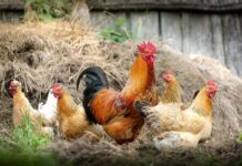 Mueren unas 400.000 gallinas en tres días por la ola de calor en Uruguay