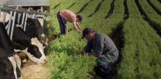 Poca inversión en agricultura, ganadería e industria, provoca crecimiento lento en Honduras, según economista