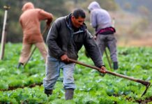 Al menos 200 mil empleos agrícolas y en reforestación se proyectan generar en primeros dos años del nuevo gobierno