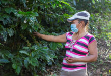 La crisis climática, roya y bajos precios afectan la producción de café en Honduras
