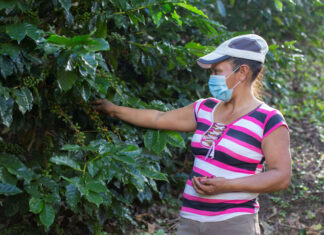 Honduras inicia validación de plan para una política de género de café